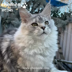 Maine Coon Silver Đực MCO45
