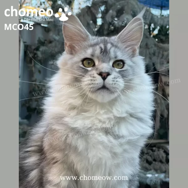 Maine Coon Silver Đực MCO45