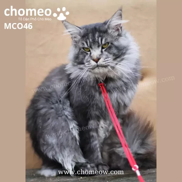 Maine Coon Silver Đực MCO46