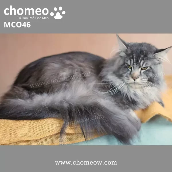 Maine Coon Silver Đực MCO46