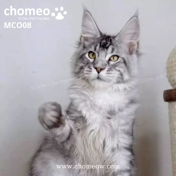 Maine Coon Silver Ns22 Duc MCO08 3