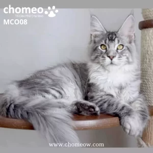 Maine Coon Silver Ns22 Duc MCO08