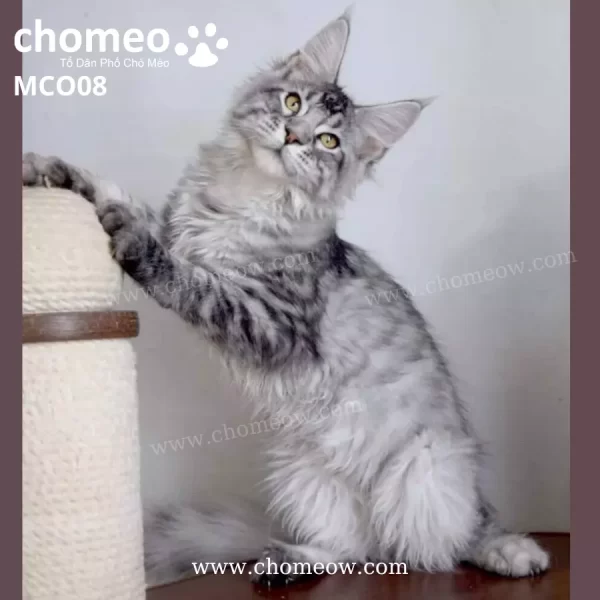 Maine Coon Silver Ns22 Duc MCO08 4