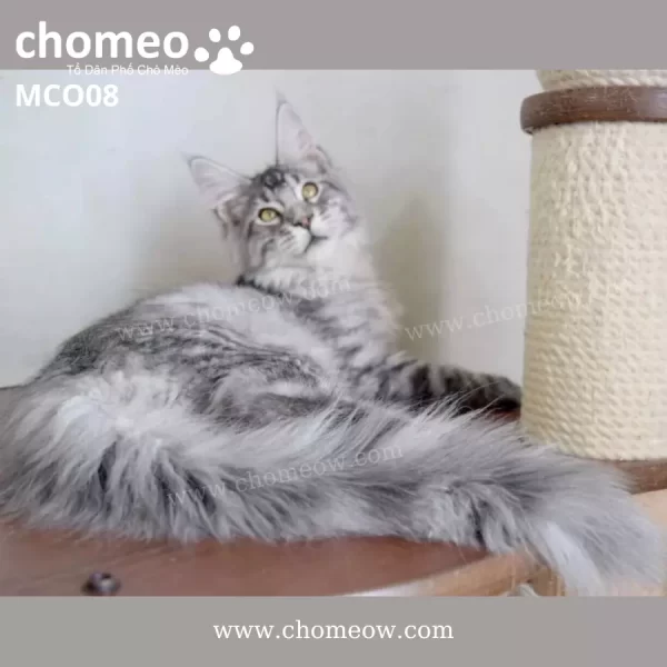 Maine Coon Silver Ns22 Duc MCO08 5