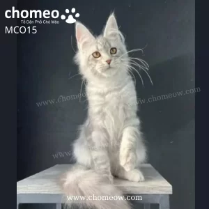 Maine Coon Silver Ns22 Duc MCO15