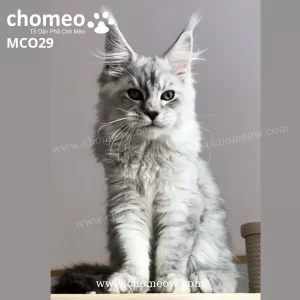Maine Coon Silver Ns22 Đực MCO29