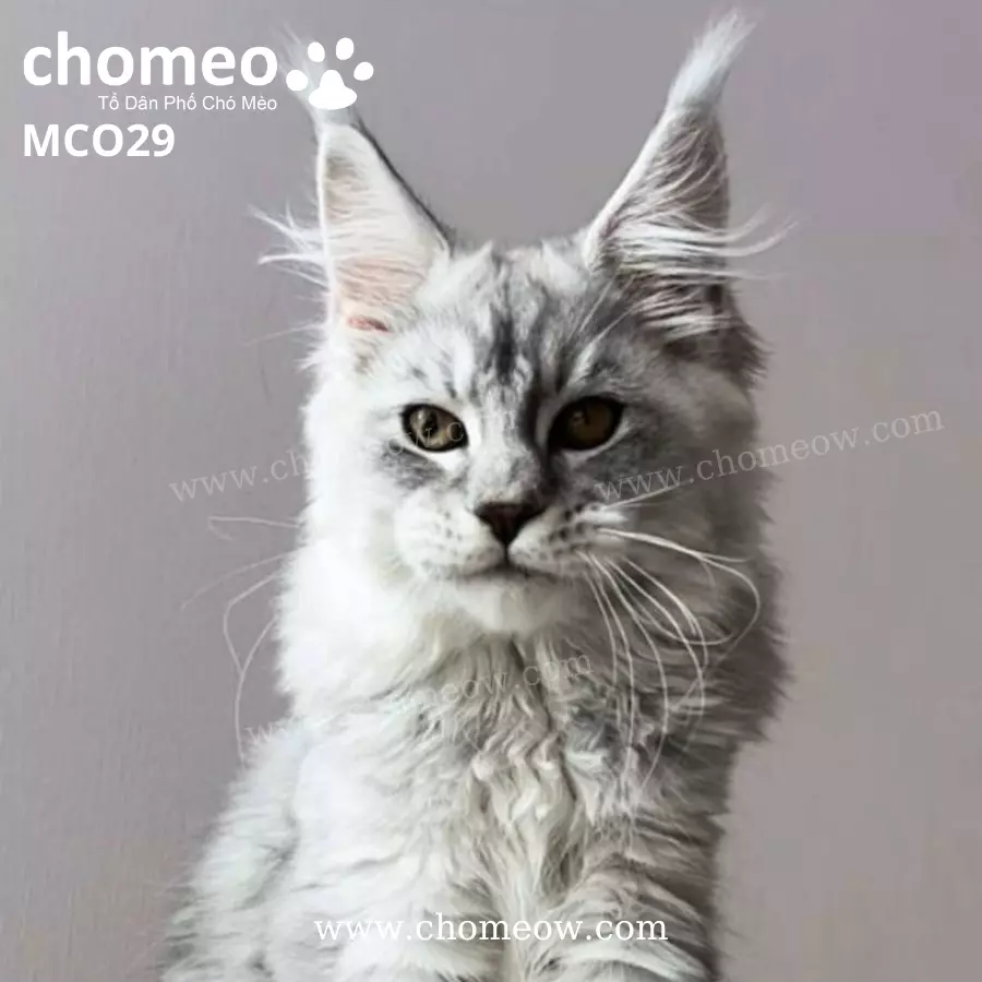 Maine Coon Silver Ns22 Đực MCO29 (3)