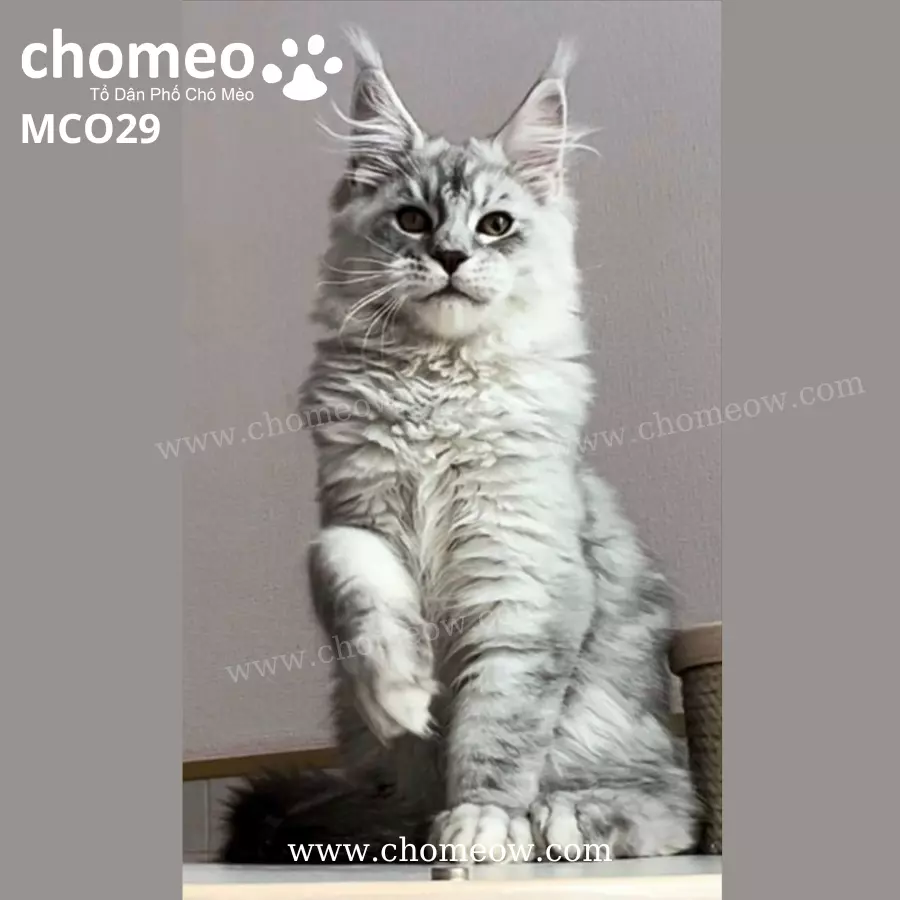 Maine Coon Silver Ns22 Đực MCO29 (4)