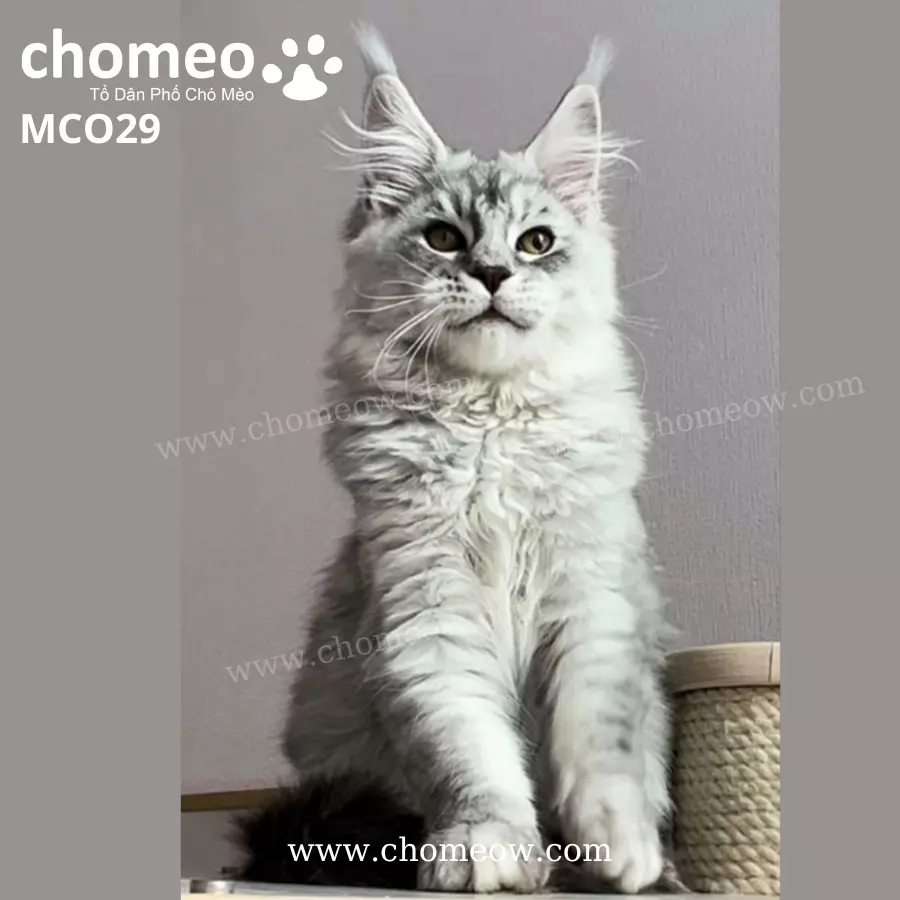 Maine Coon Silver Ns22 Đực MCO29