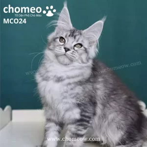 Maine Coon Silver Ns25 Cái MCO24