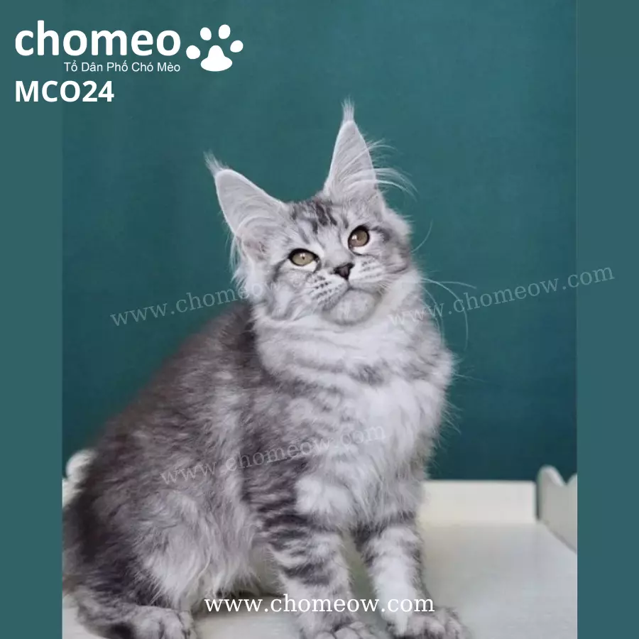 Maine Coon Silver Ns25 Cái MCO24 (3)