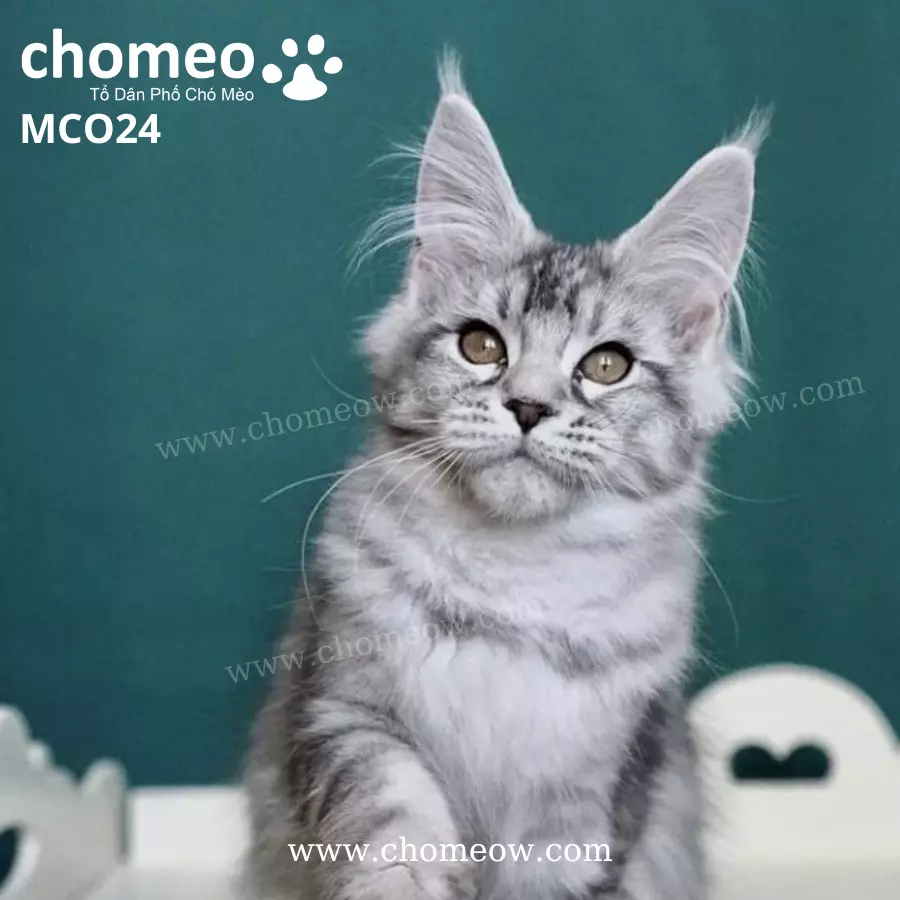 Maine Coon Silver Ns25 Cái MCO24 (4)