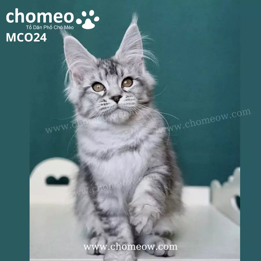 Maine Coon Silver Ns25 Cái MCO24
