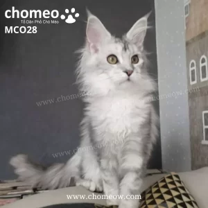 Maine Coon Silver Ns25 Cái MCO28