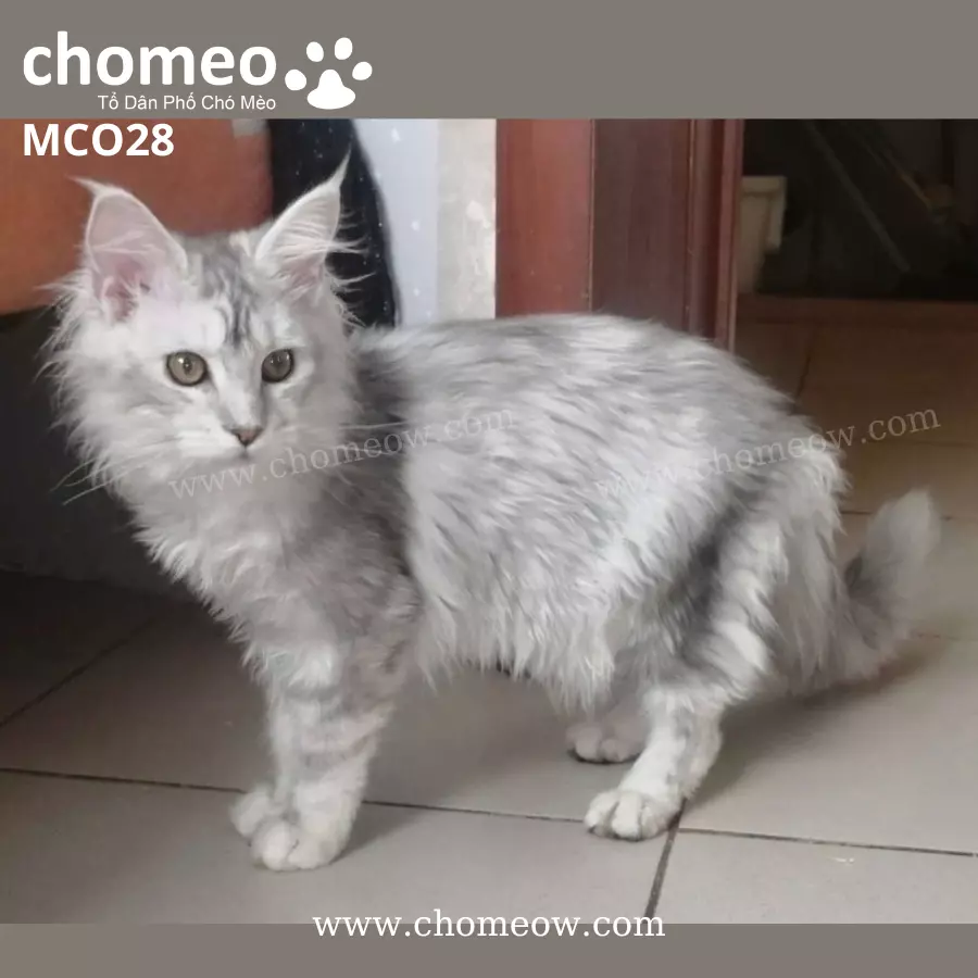 Maine Coon Silver Ns25 Cái MCO28 (3)