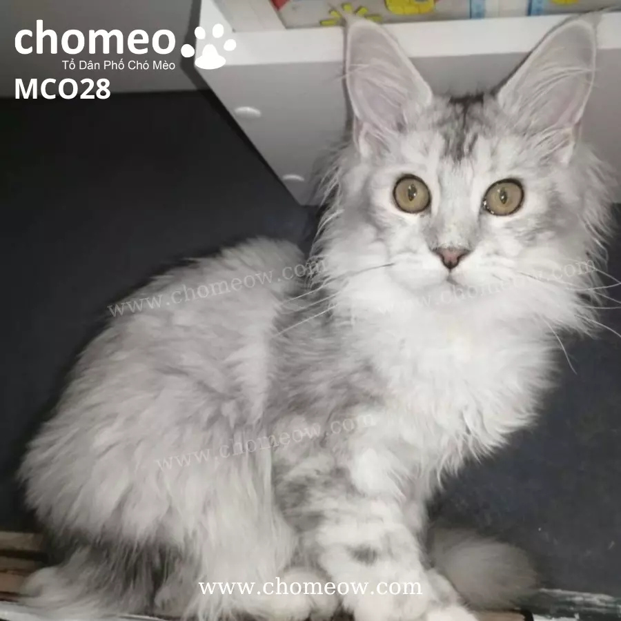 Maine Coon Silver Ns25 Cái MCO28 (4)