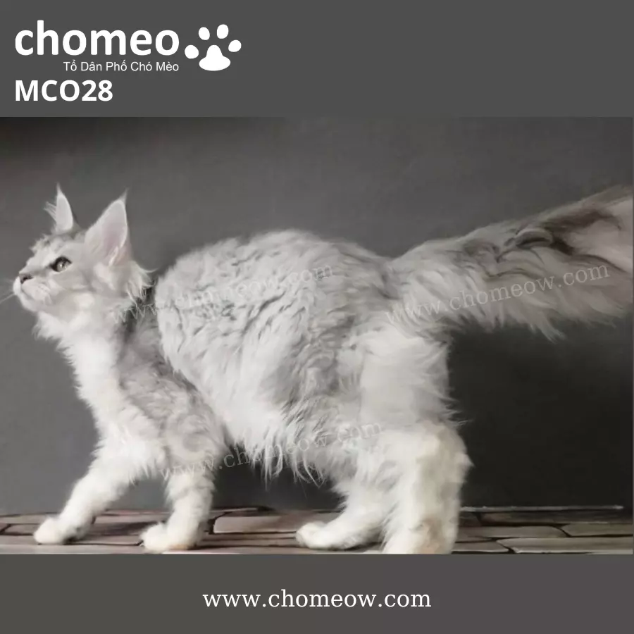 Maine Coon Silver Ns25 Cái MCO28