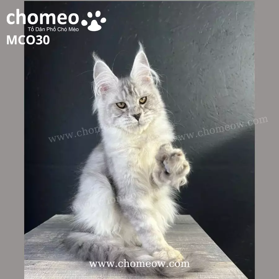 Maine Coon Silver Ns25 Đực MCO30