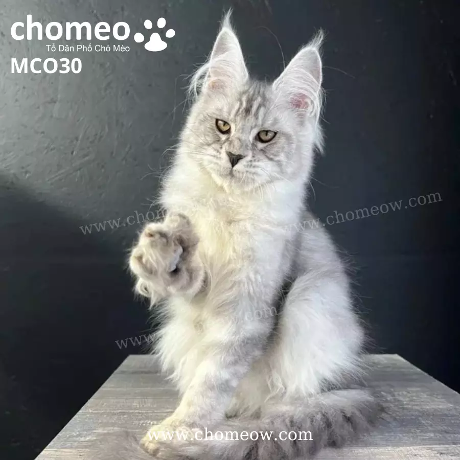 Maine Coon Silver Ns25 Đực MCO30 (3)