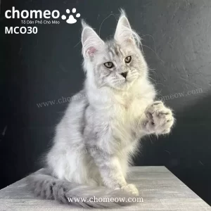 Maine Coon Silver Ns25 Đực MCO30