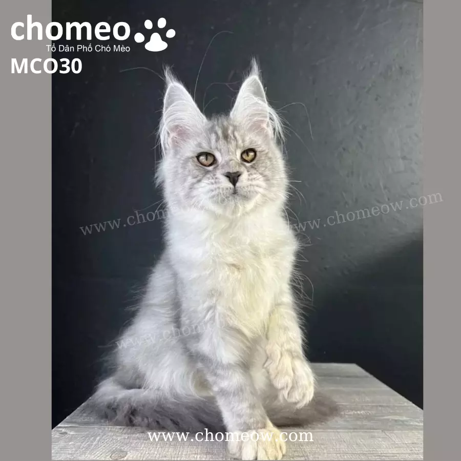 Maine Coon Silver Ns25 Đực MCO30