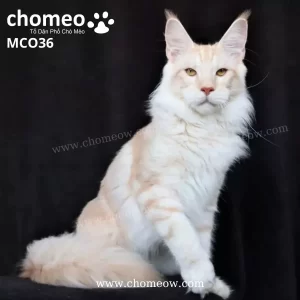 Maine Coon Tabby Ds21 Đực MCO36