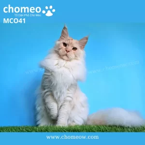 Maine Coon Tabby Ds21 ĐựcMCO41