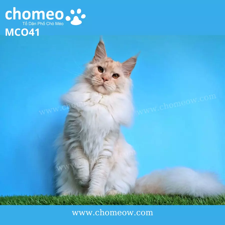 Maine Coon Tabby Ds21 ĐựcMCO41 (3)