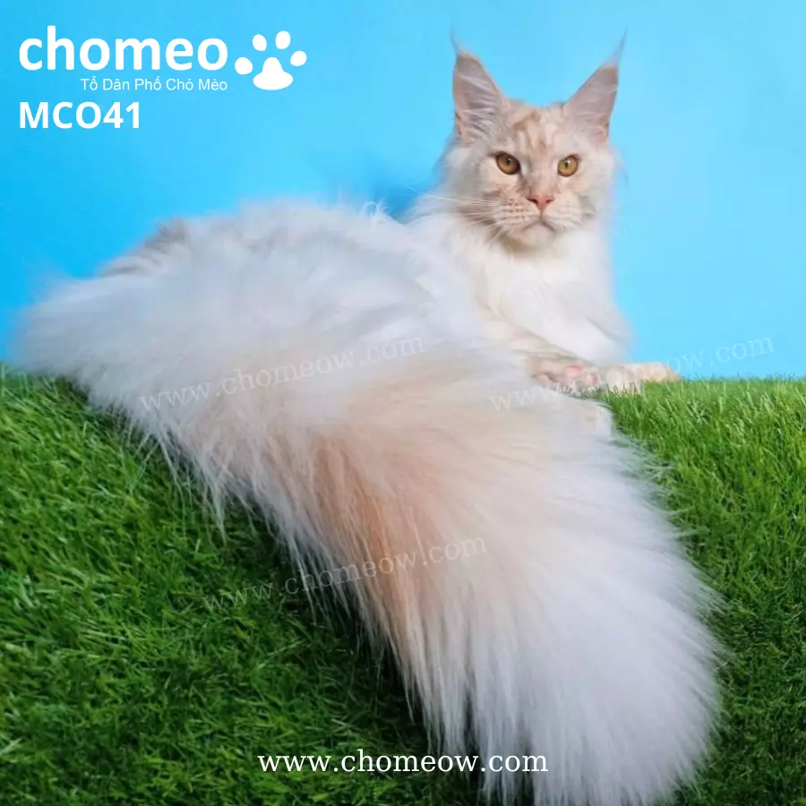 Maine Coon Tabby Ds21 ĐựcMCO41 (4)