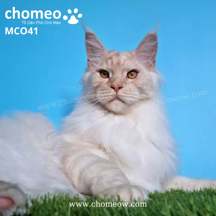 Maine Coon Tabby Ds21 ĐựcMCO41 (5)