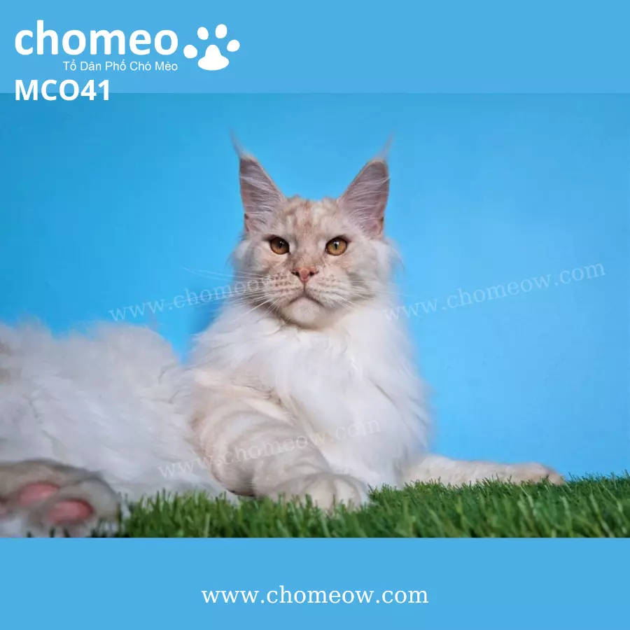 Maine Coon Tabby Ds21 ĐựcMCO41