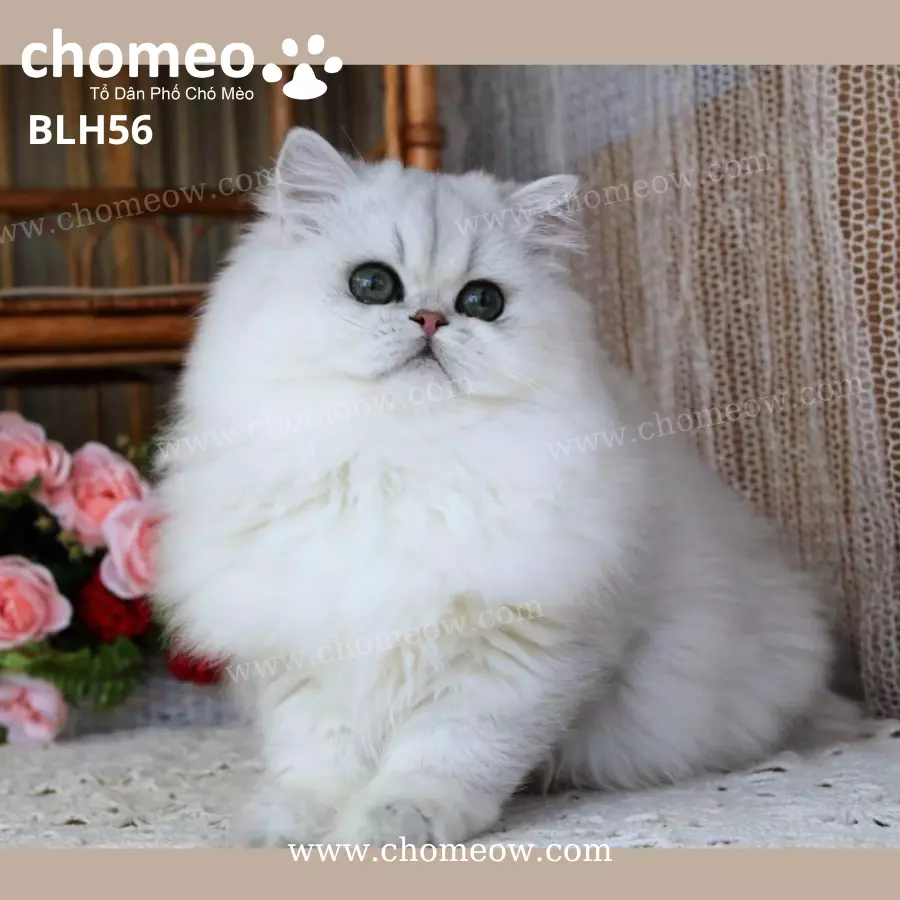 Mèo Anh Lông Dài Thuần Chủng Cái BLH56