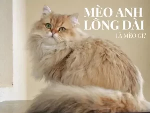 Mèo Anh lông dài là mèo gì