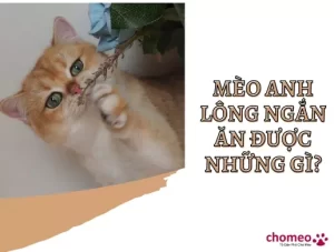 Mèo Anh lông ngắn ăn được những gì