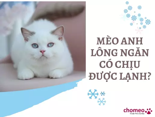 Mèo Anh lông ngắn có chịu được lạnh