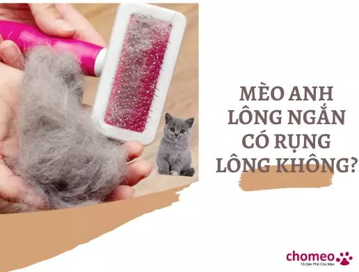 Mèo Anh lông ngắn có rụng lông không