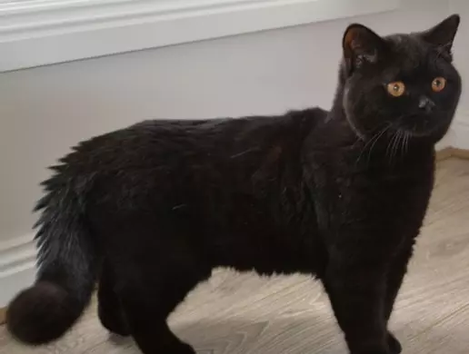 Mèo Anh lông ngắn màu đen