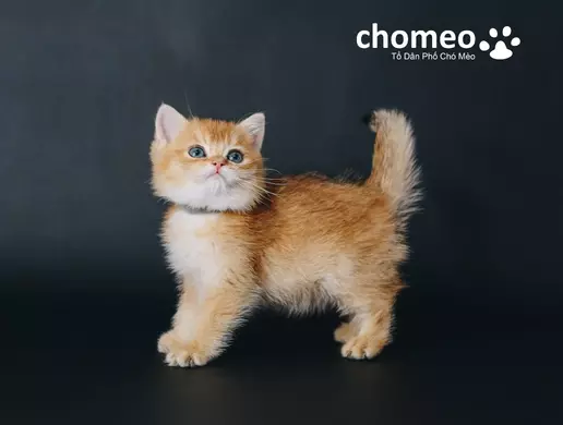 Mèo Anh lông ngắn màu golden 3 tháng tuổi