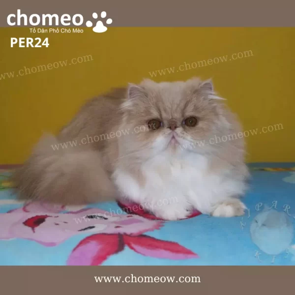 Mèo Ba Tư Mặt Tịt Lông Dài Cái PER24