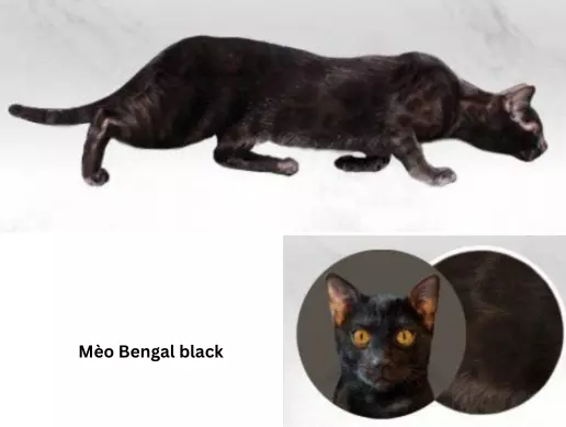 Mèo Bengal black