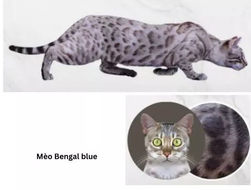Mèo Bengal blue