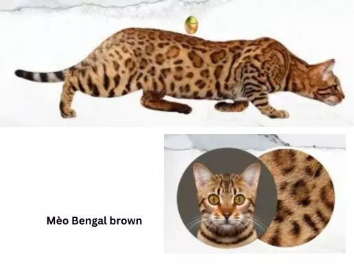 Mèo bengal brown