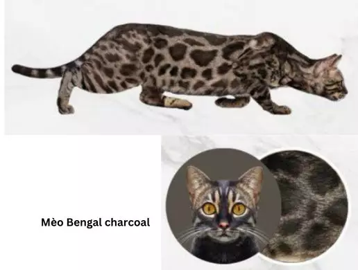 Mèo Bengal charcoal