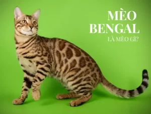 Mèo Bengal là mèo gì