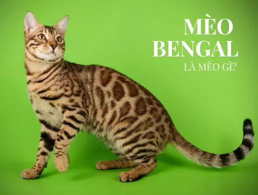 Mèo Bengal là mèo gì