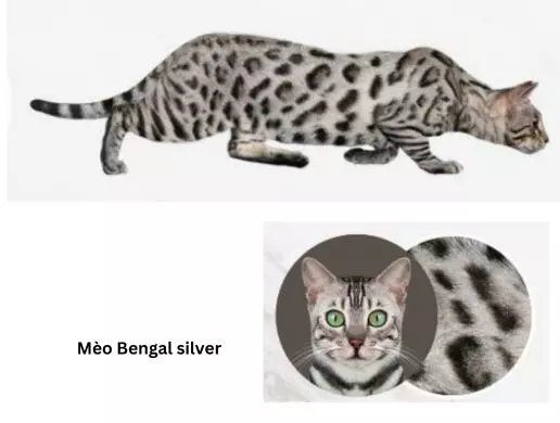 Mèo Bengal silver