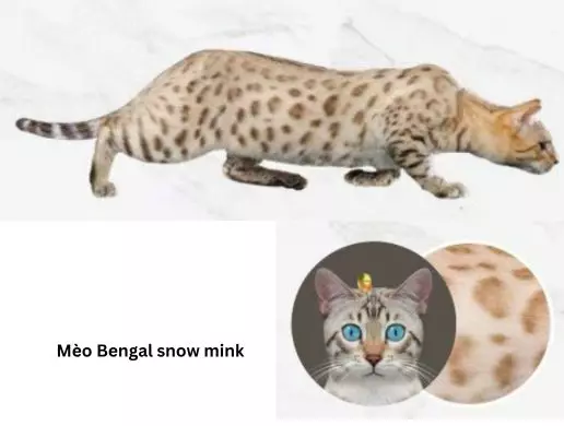 Mèo Bengal snow mink