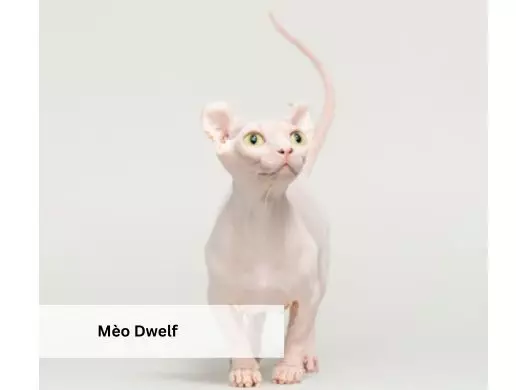 Mèo Dwelf