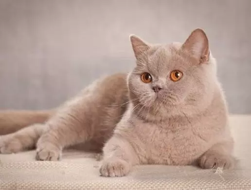 Mèo Anh Lông Ngắn Màu Nào Đẹp Nhất