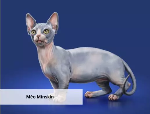 Mèo Minskin